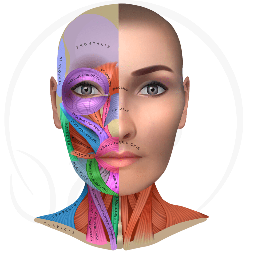 Neurotixin Injections Treatment areas muscles targeted and results in Montreal